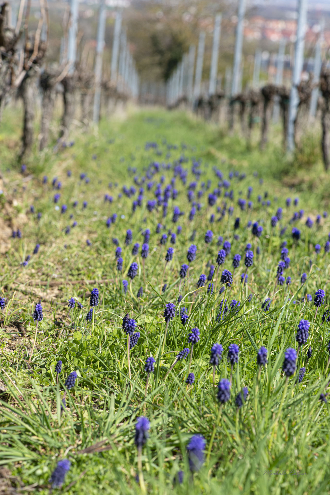 Estelle, artisane des vins et gérante du Domaine Siebert