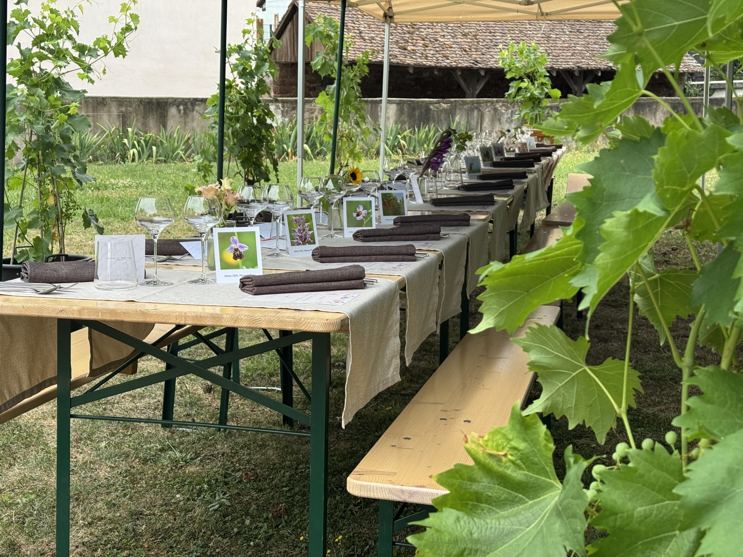 Vignes et fleurs en harmonie, déjeuner insolite au Domaine Siebert
